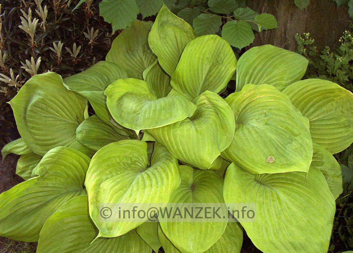 Hosta Hybride Sum and Substance 03.jpg
